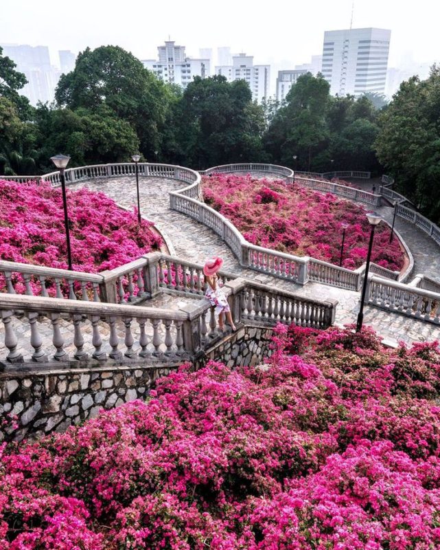 A girl sitting on the railing in a park full of bougainvilleas which is one of the best singapore instagram spots